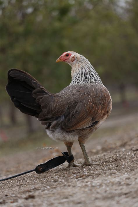 Clemmons Grey Our Clemmons Grey fowl are a beautiful white hackle and saddle feathered bird with a black chest. . Clemmons grey gamefowl history